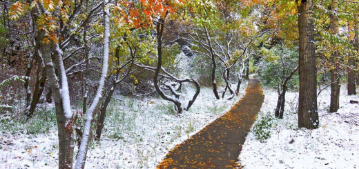 Первый снег