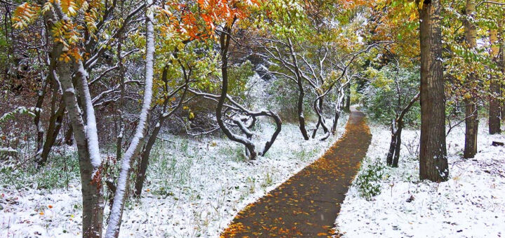 Первый снег